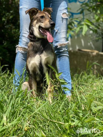 Собака в добрые руки