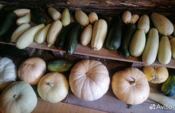 Продам кабачки, мяту, тыквы