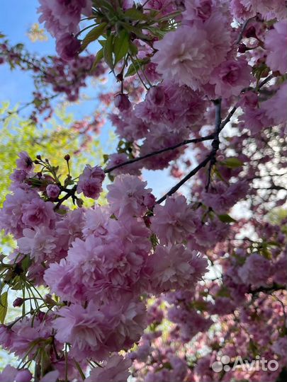 Сакура саженцы