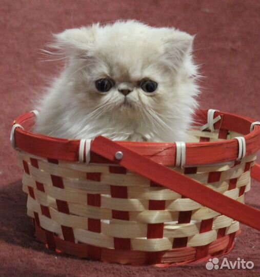 Котята породистые - перс и экзотка девочки