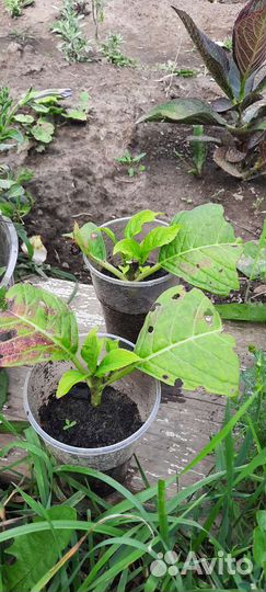 Гортензия крупнолистная