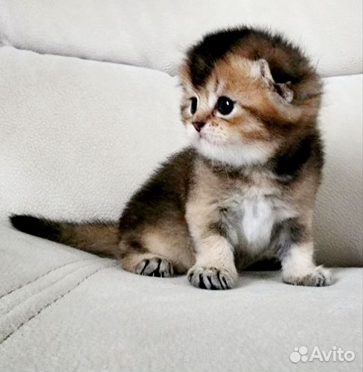 Шотландский котик