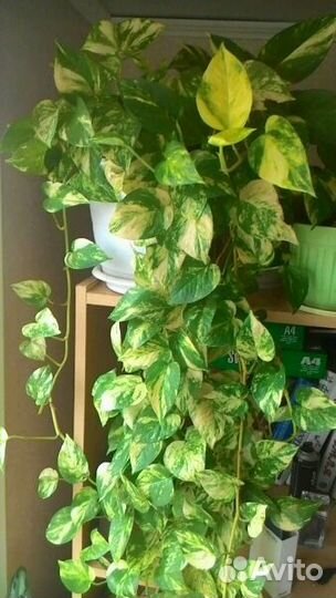 Сциндапсусы, Эпипремнумы,Традесканции,Зефирантесы