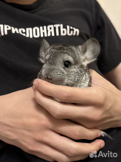 Шиншилла девочка 2 месяца