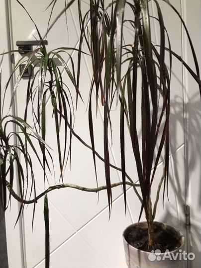 Пальма драцена Маргината самка дракона символ года