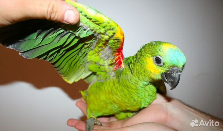 Попугай амазон птенцы