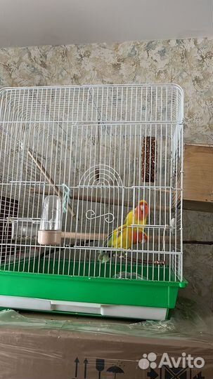 Продам попугаев, пара