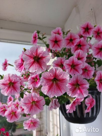 Вегетативная петуния в подвесном кашпо