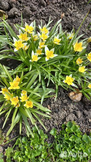 Садовые растения и цветы