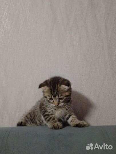 Кошка в дар бесплатно