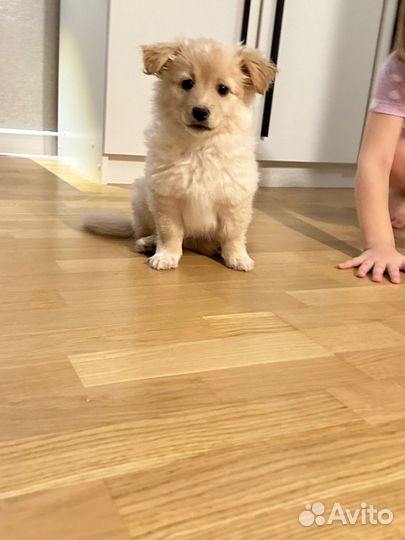 Щенок от маленькой собаки