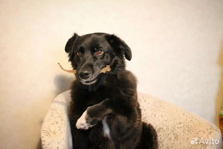 Натуральные лакомства для собак