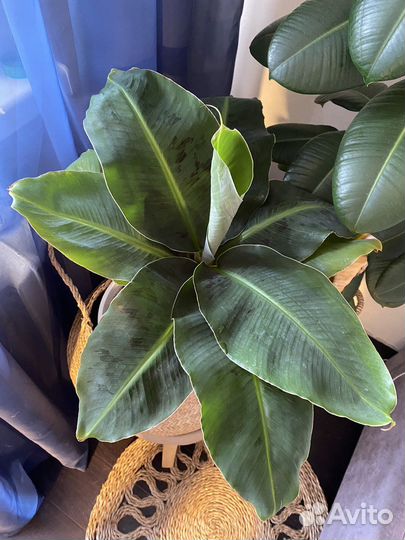 Банан,Кофе Арабика,Лимон,Пилея пиперомиевидная