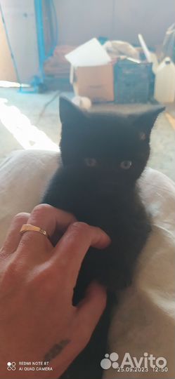 Британские котята