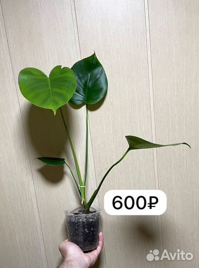 Комнатные цветы монстера