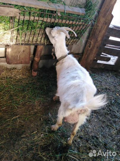 Продаются козы