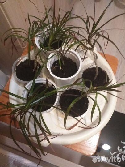 Драцена маргината