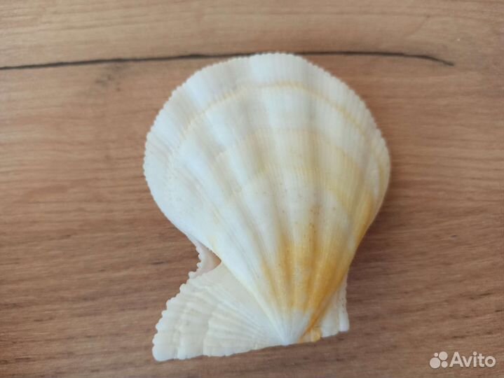 Морская раковина