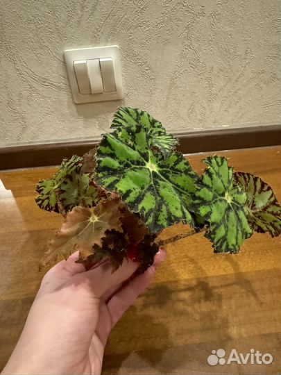 Бегония тигровая