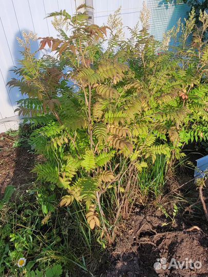 Рябинник рябинолистный