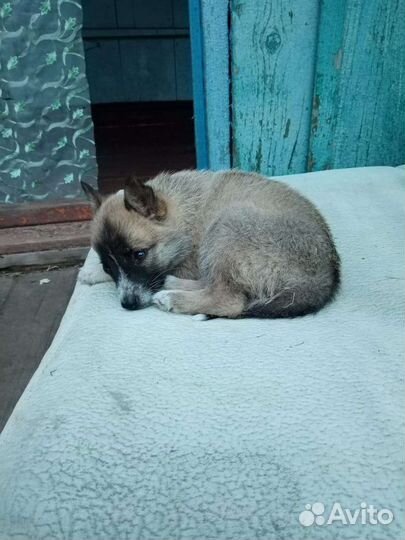 Собака в добрые руки щенок девочка