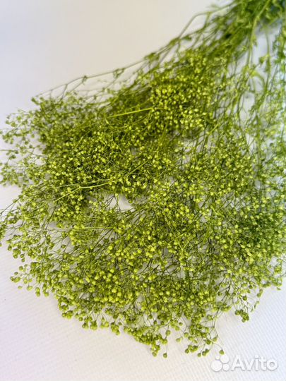 Стабилизированная гипсофила 