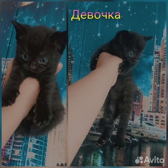 Шотландские котята