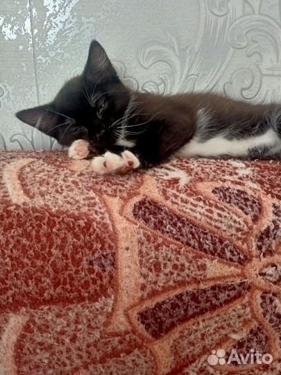 Котенок