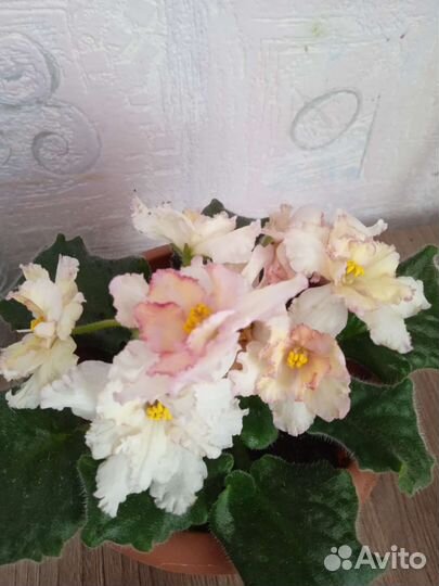 Сортовые фиалки