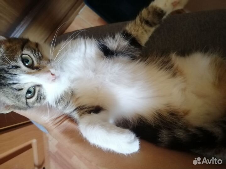 Котенок подросток