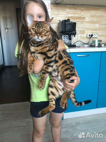 Бенгальский кот вязка