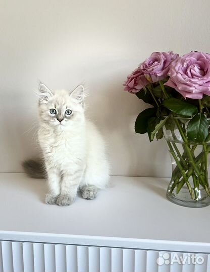 Невские маскарадные котята