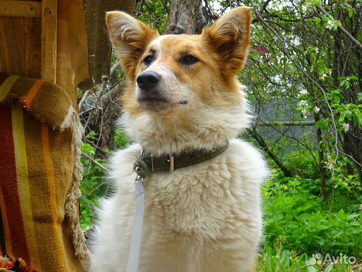 Ница - (стерилизованная)