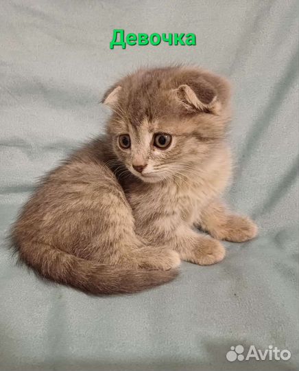 Шотландская вислоухая кошка бесплатно