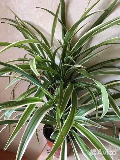 Хлорофитум