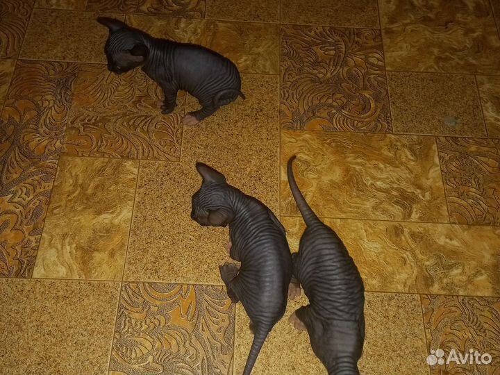 Котята мальчики