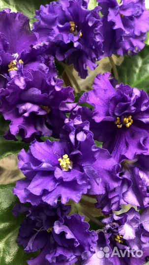 Набор новичка черенков сортовых фиалок