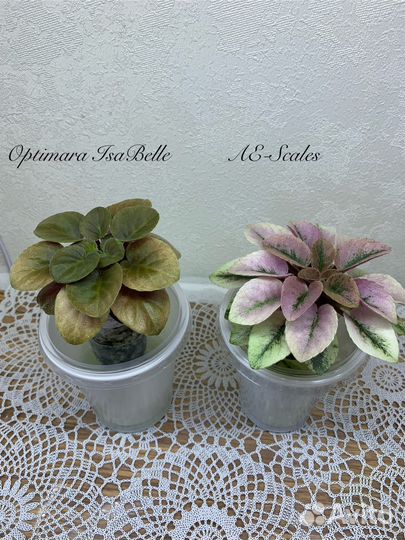 Фиалка на фитильном поливе