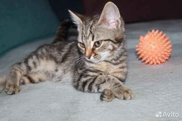 Красивый ласковый котенок