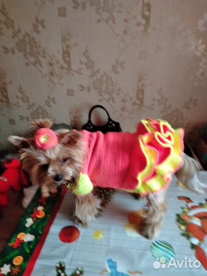Вязание, продажа одежды для домашних питомцев