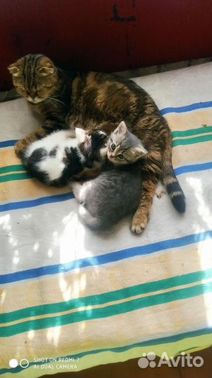 Котёнка в добрые руки