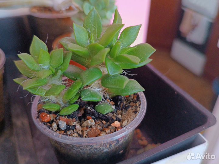 Продам суккуленты