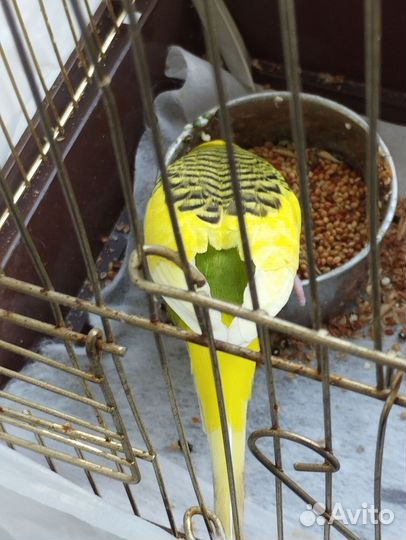 Отдам в добрые руки попугая