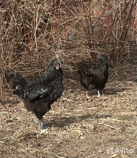 Инкубационные яйца Ухейилюй