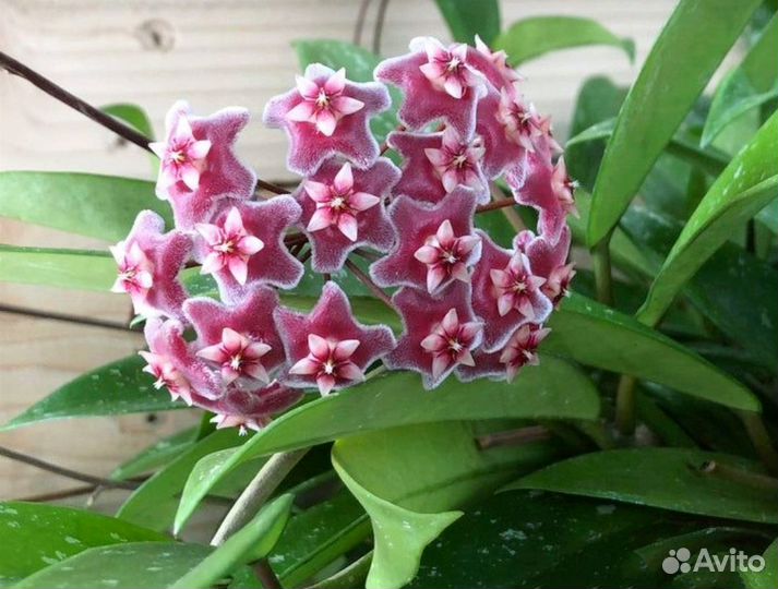 Хойя Пубикалис Сплеш