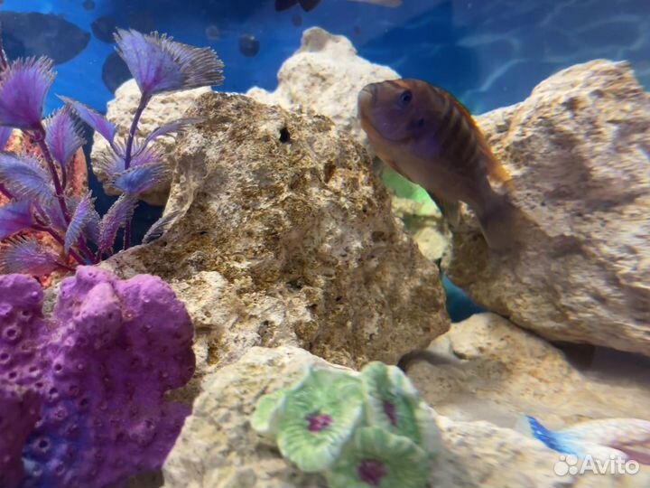 Малавийские цихлиды