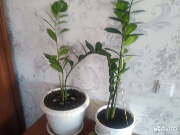 Замиокулькас