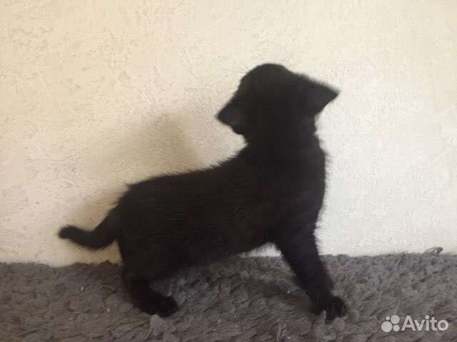 Котенок девочка