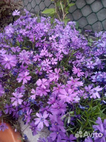 Флокс шиловидный