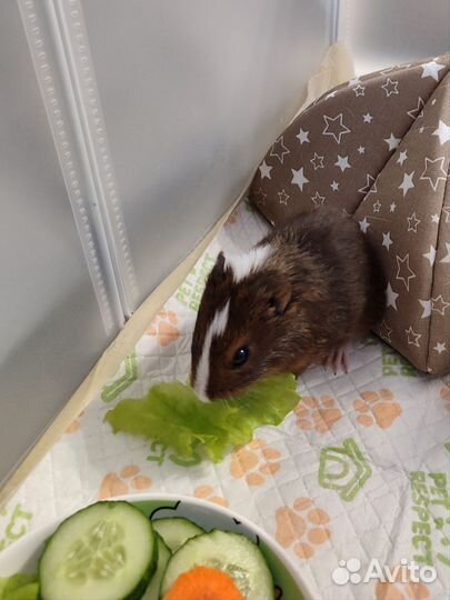 Морская свинка